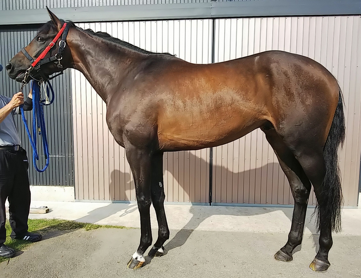 ルーチェミラコロ　Luce Miracolo　　牡　３歳　　※中央競馬　登録抹消_main1