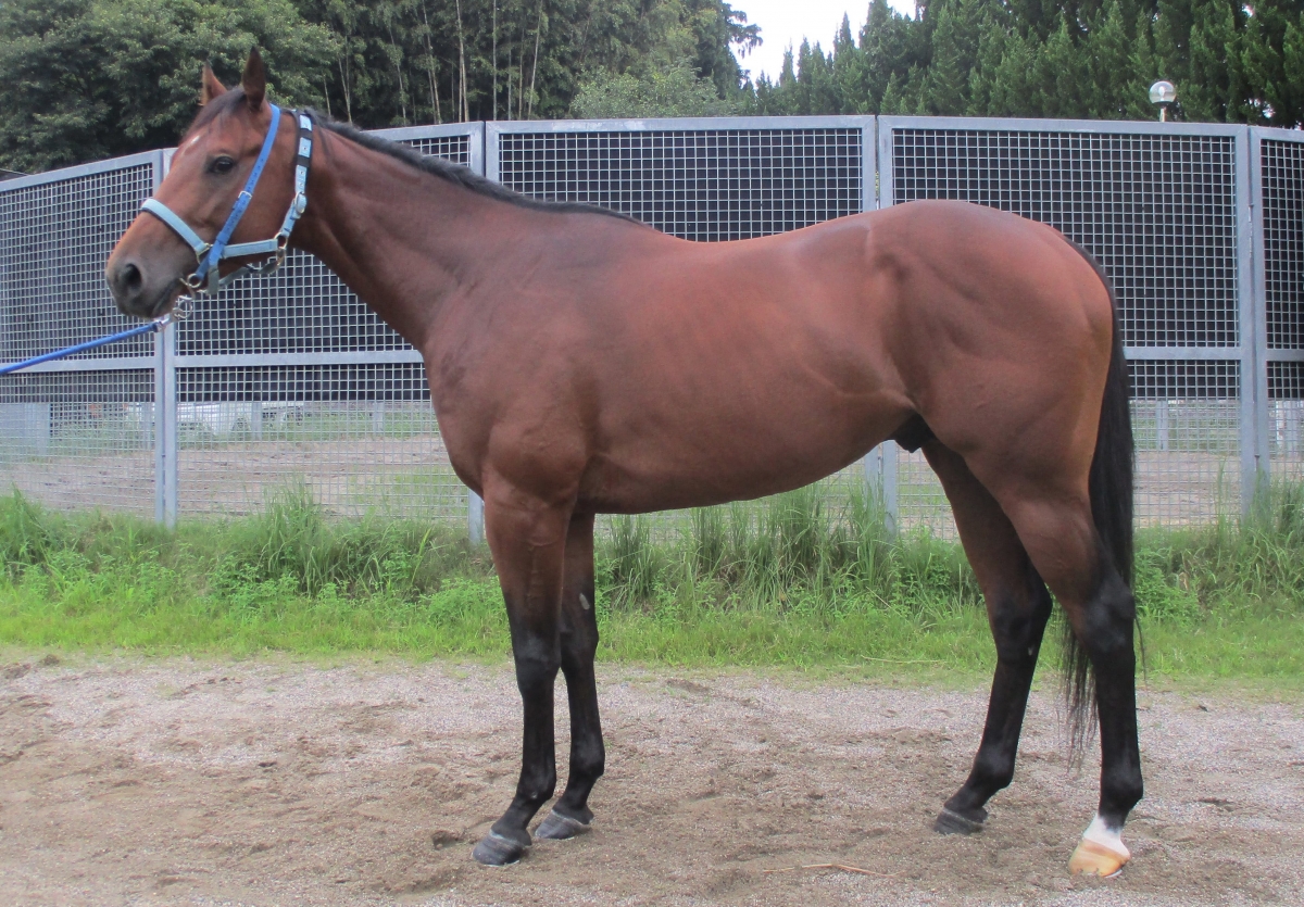 ボールドアイル　Bold Isle　　牡　３歳　　※中央競馬　登録抹消（未出走）_main1
