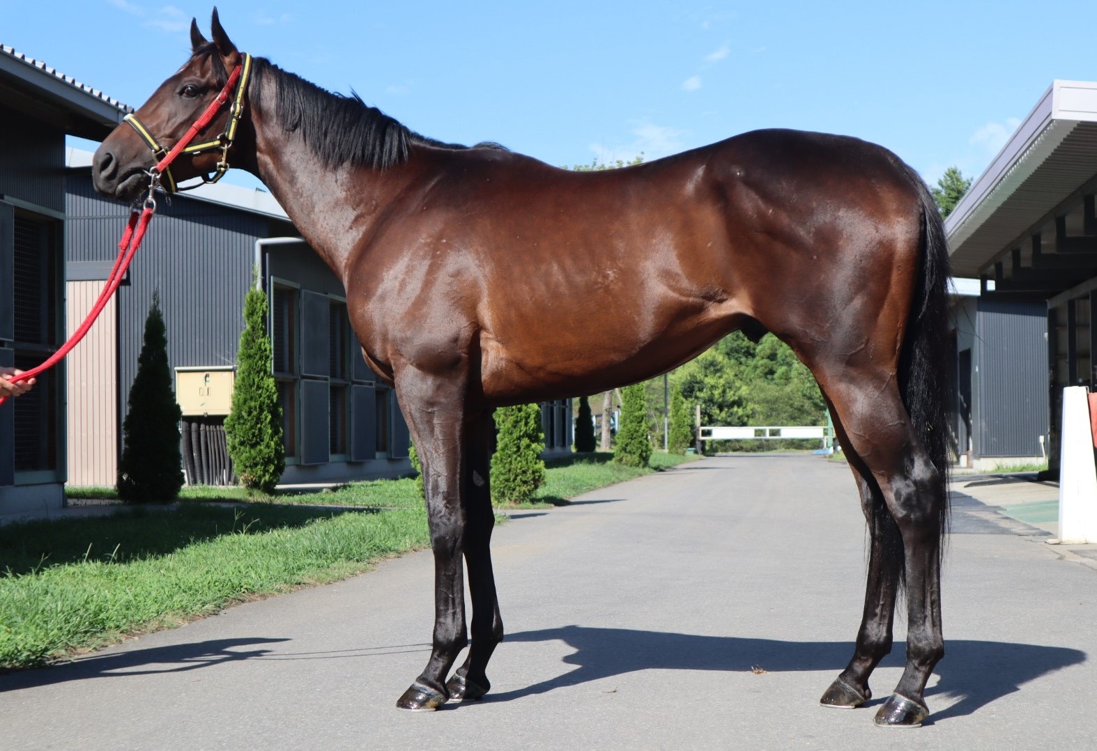ムジョウ Mujo 牡 3歳 ※中央競馬 登録抹消 | サラブレッド