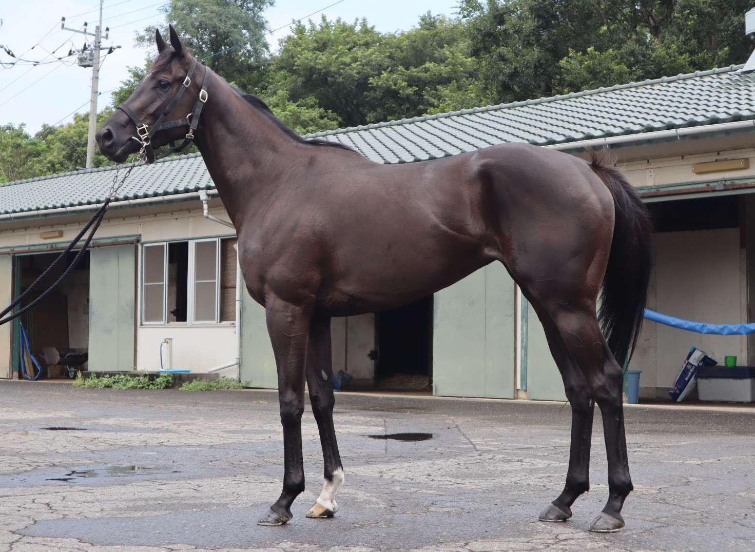 プティアンジュ Petit Ange 牝 ３歳 ※中央競馬 登録抹消