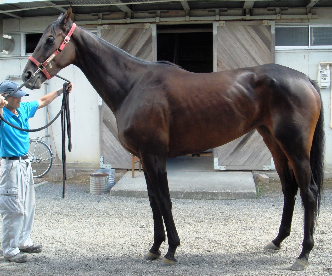 ダンシングターフ　Dancing Turf　　牝　５歳　　※地方競馬　在籍_main1