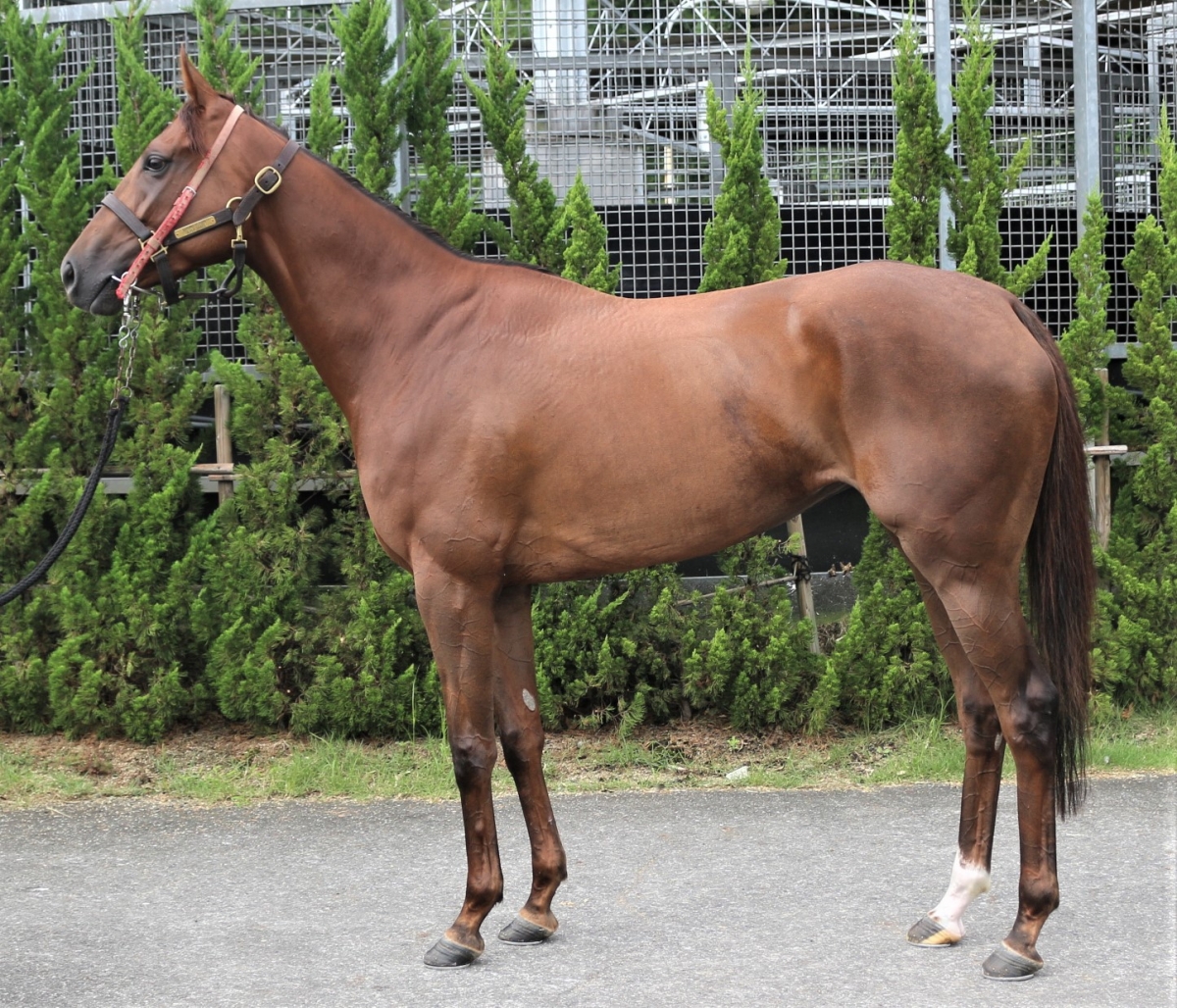 エンタイトルド　Entitled　　牝　３歳　　※中央競馬　登録抹消_main1