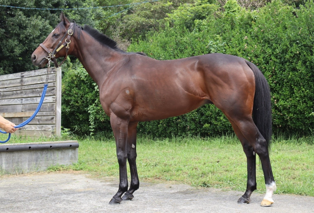 インシュラー　Insular　　セン　７歳　　※中央競馬　登録抹消_main1