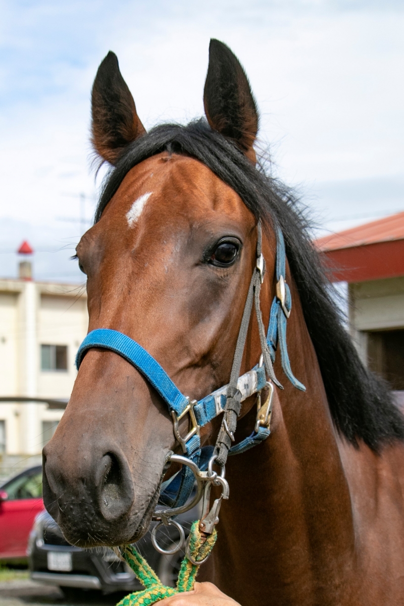 レディウィット Ready Wit 牝 2歳 ※地方競馬 在籍