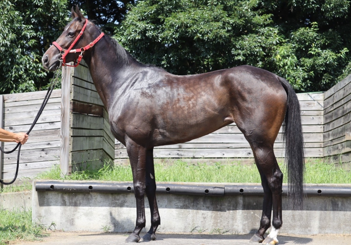 アドラツィオーネ Adorazione 牝 3歳 ※中央競馬 登録抹消