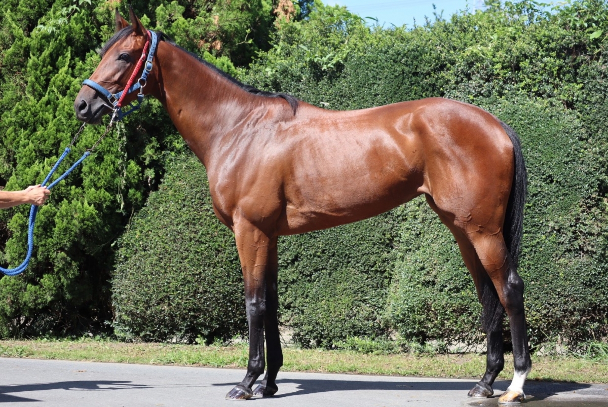 セブンシースケイプ Seven Sea Scape 牝 3歳 ※中央競馬 登録抹消