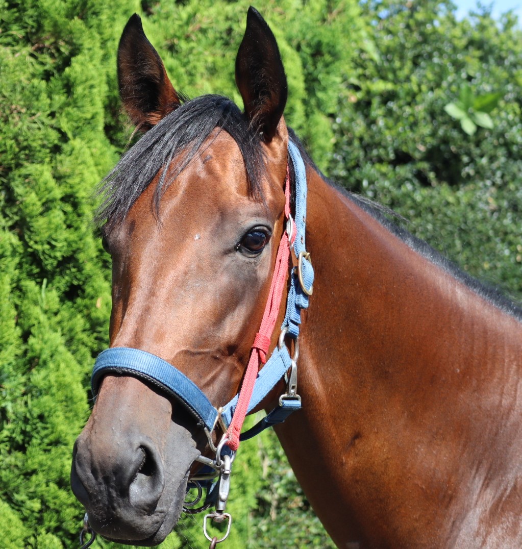セブンシースケイプ Seven Sea Scape 牝 3歳 ※中央競馬 登録抹消