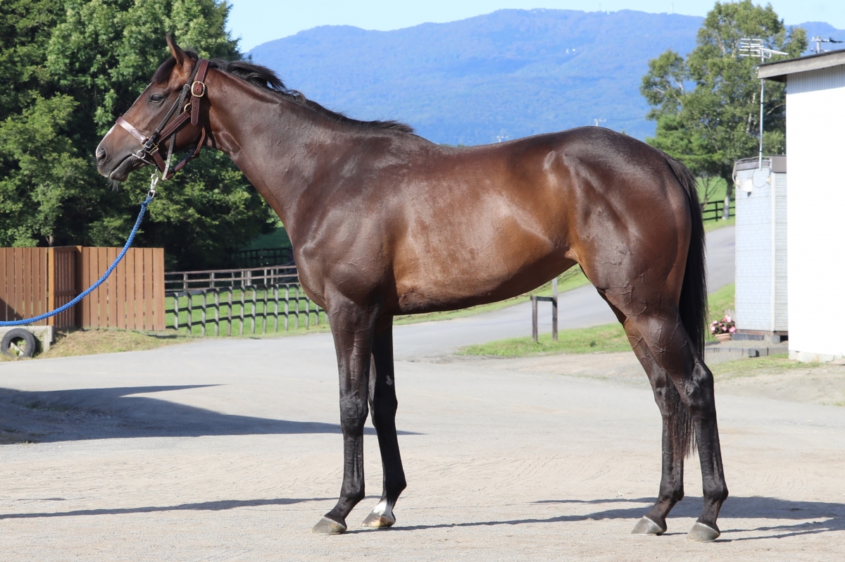 ミツルザビクトリー Mitsuru Thevictory 牝 3歳 ※中央競馬 登録抹消