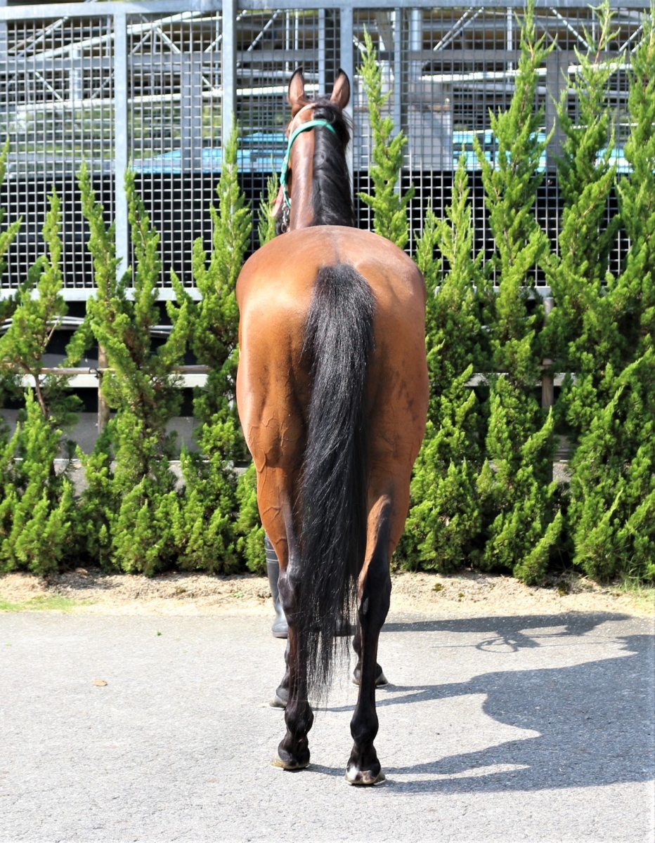 競馬 月刊優駿 付録 DVDコレクション vol.1〜vol.120 オペラオー セプテンバーソング 牝3歳 ※中央競馬 登録抹消 | サラブレッド