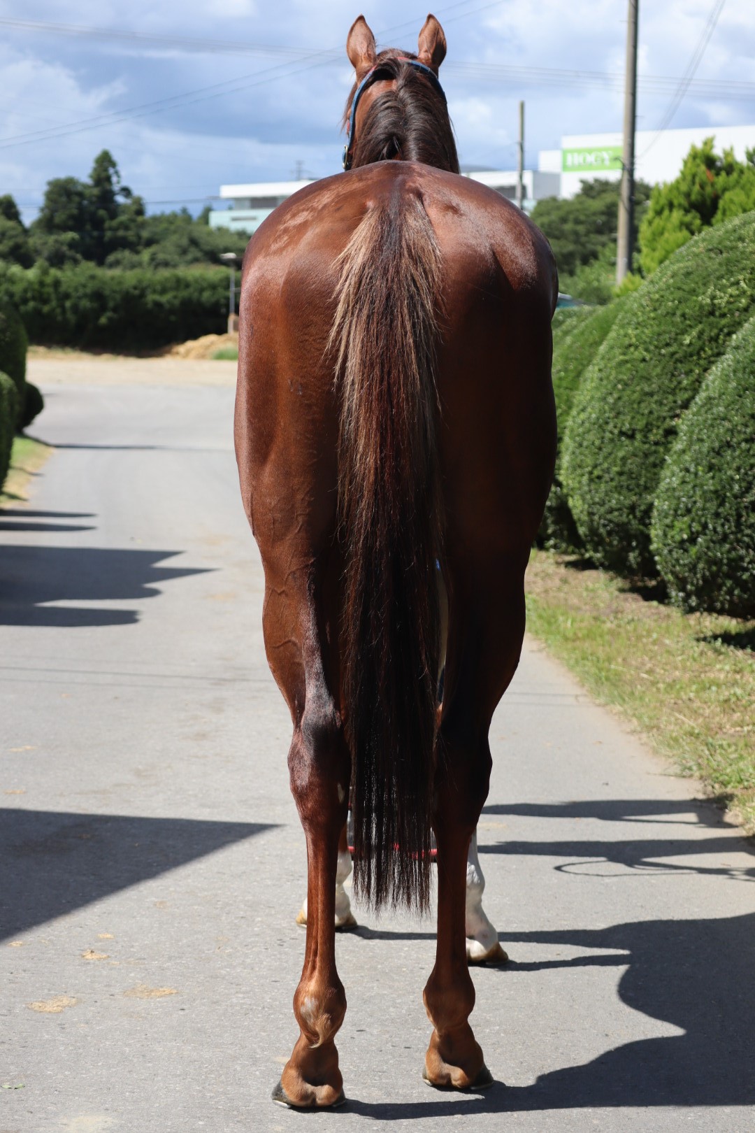 マイネルケイローン Meiner Cheiron 牡 3歳 ※中央競馬 登録抹消