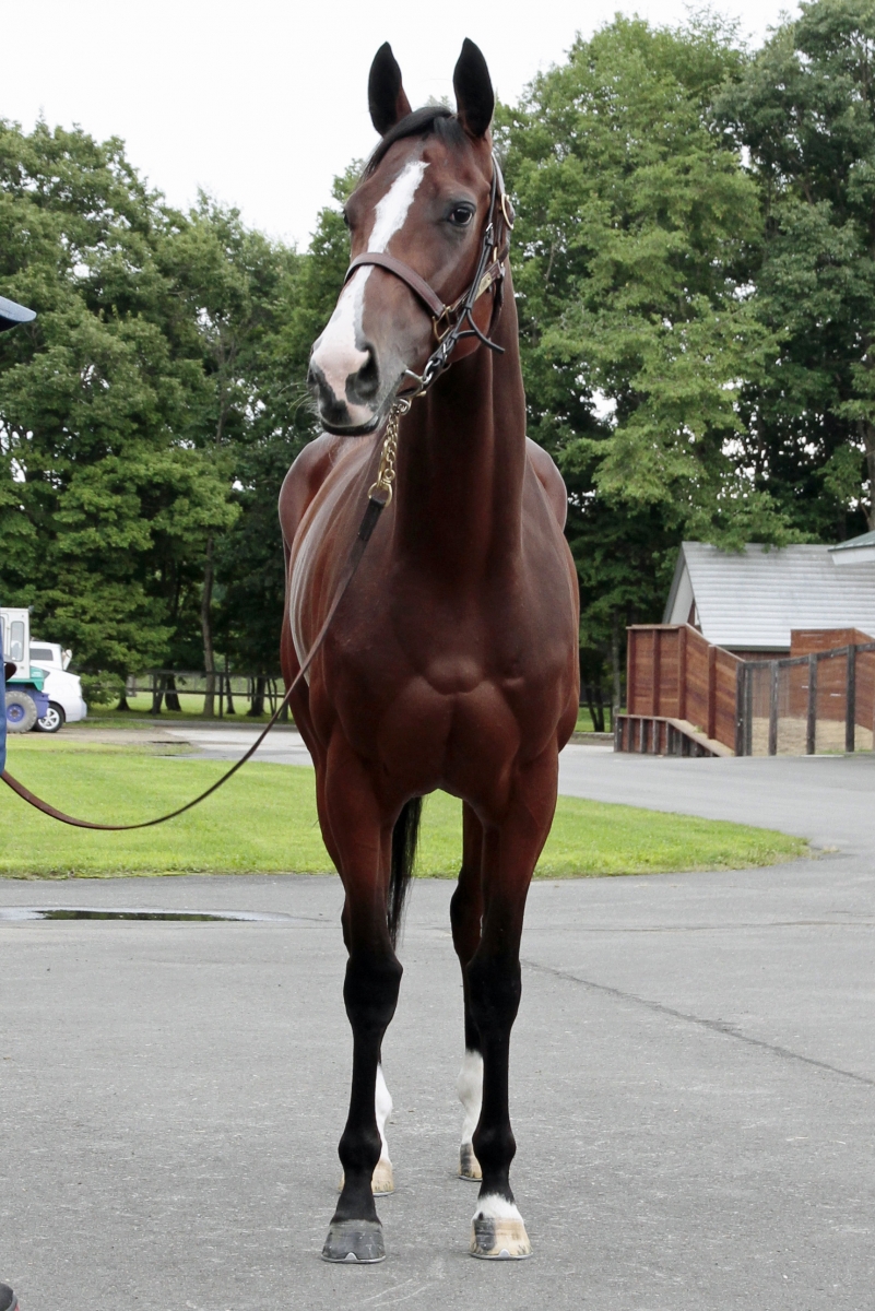 ビートフォーセール Beat for Sale 牝 3歳 ※中央競馬 登録抹消