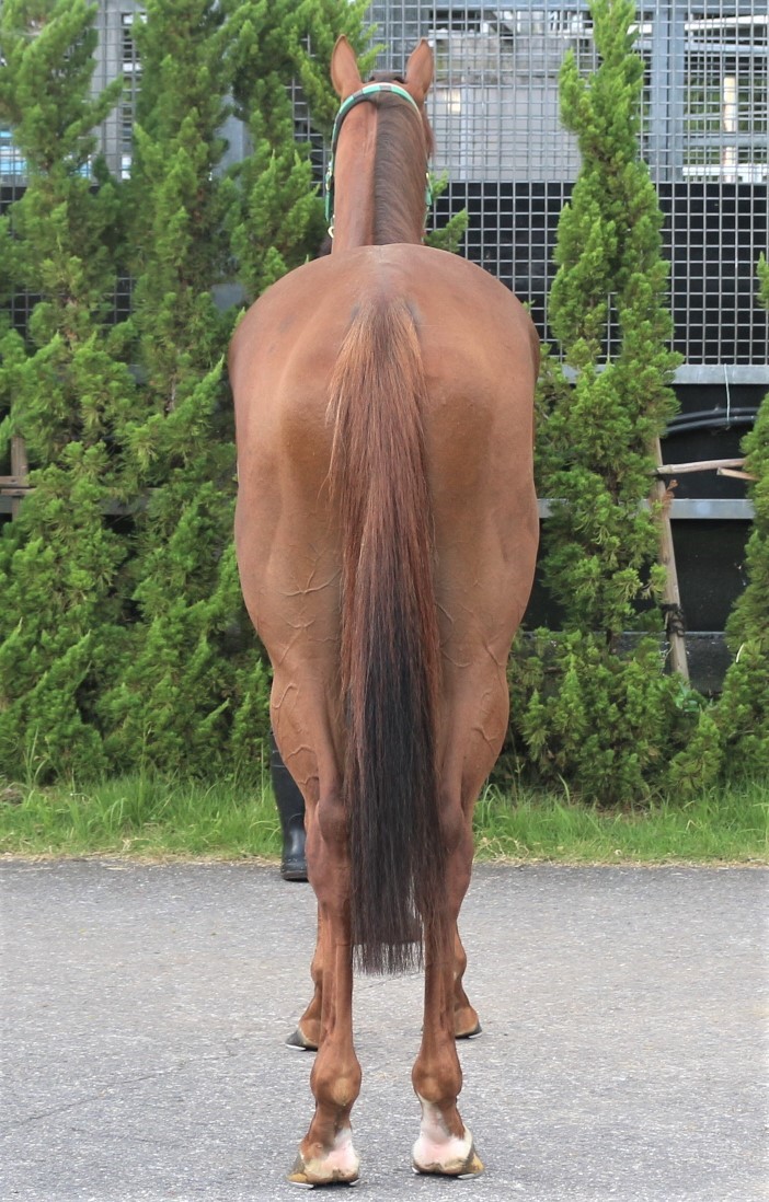 ブレッシングクライ Blessing Cry 牡 3歳 ※中央競馬 登録抹消 サラブレッドオークション