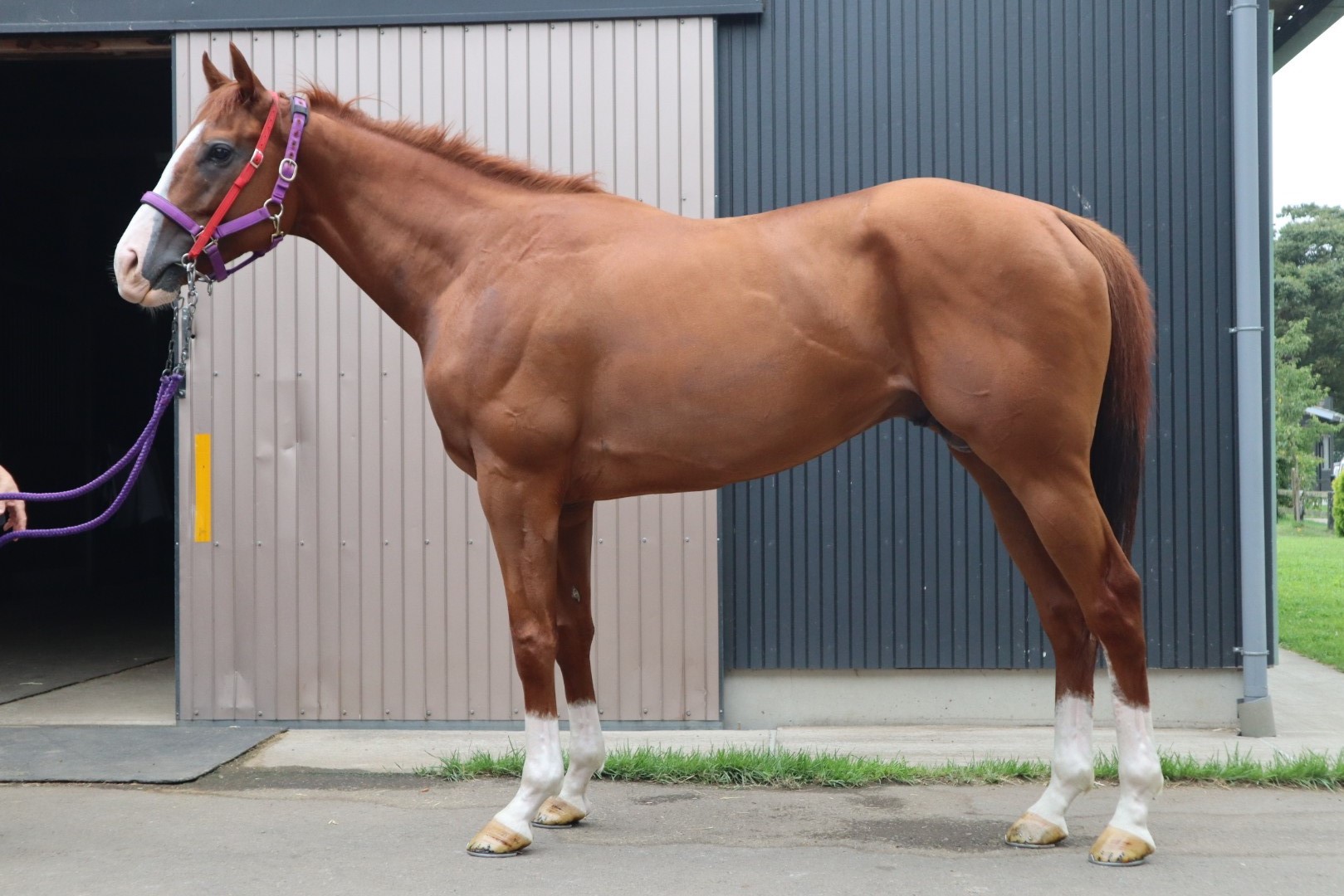 ビッグタイマー Big Timer 牡 4歳 ※地方競馬 在籍
