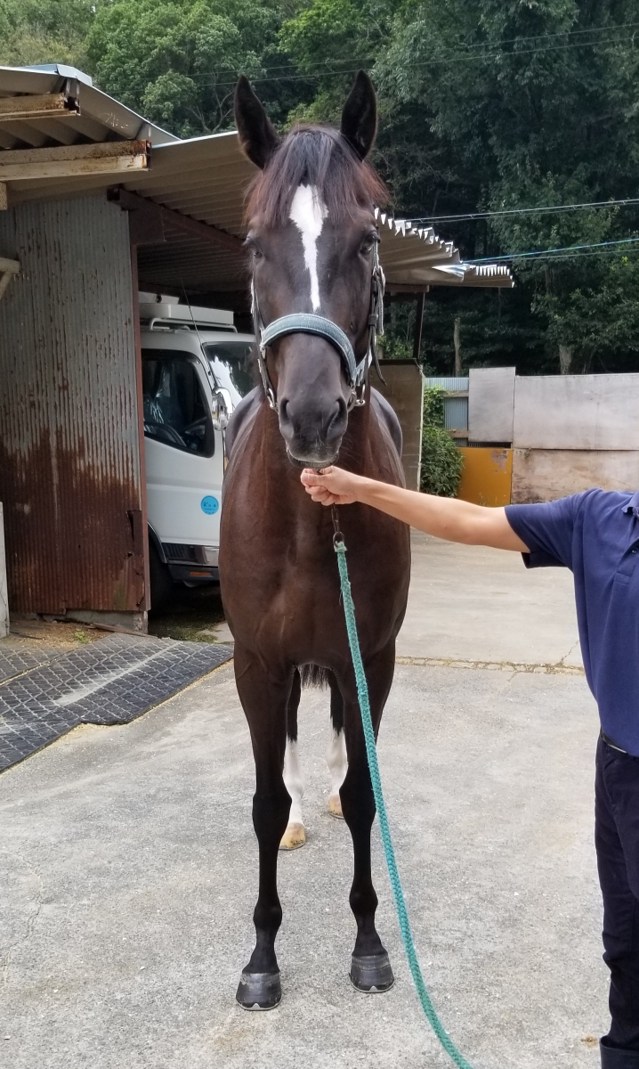 【最終値下げ】競馬 ブルゾン パーカー アドマイヤムーン 最終値下げ】競馬 ブルゾン パーカー アドマイヤムーン - メルカリ