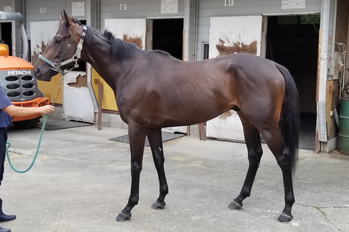 中山雲水の馬でメシが喰える馬券術 中山雲水の馬でメシが喰える馬券術 - 本