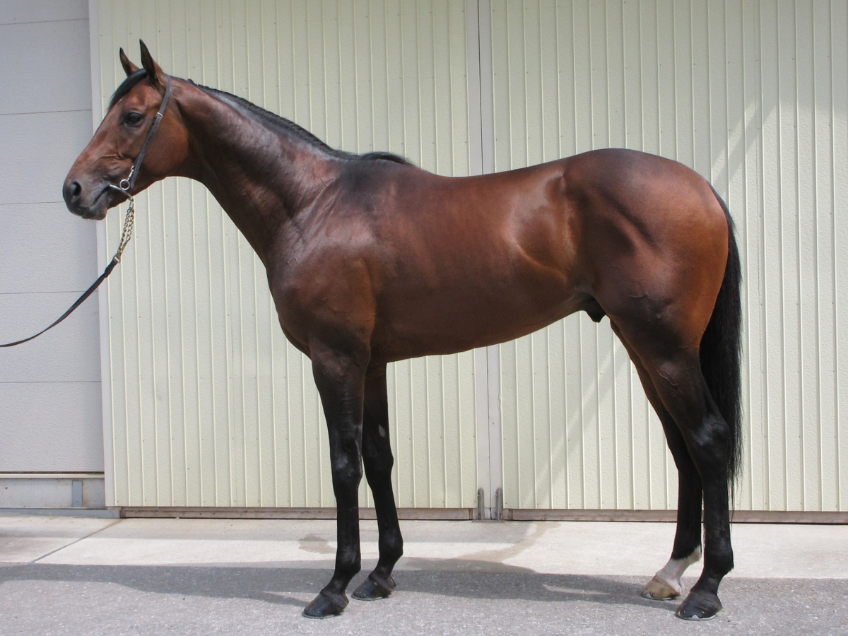 ムラサメマル Murasamemaru 牡 3歳 ※中央競馬 登録抹消