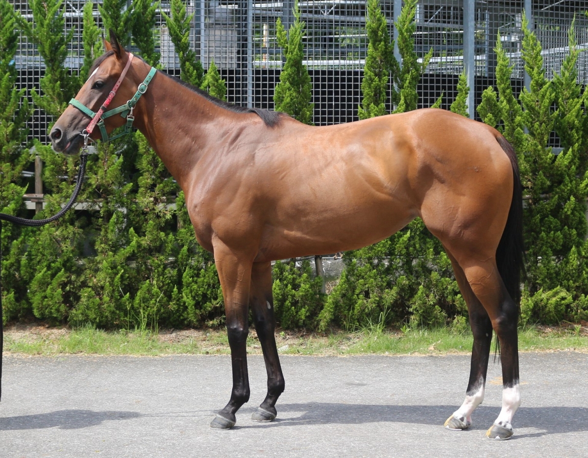 光と風のサラブレッド: 伝説の馬オグリキャップと悲運の名馬