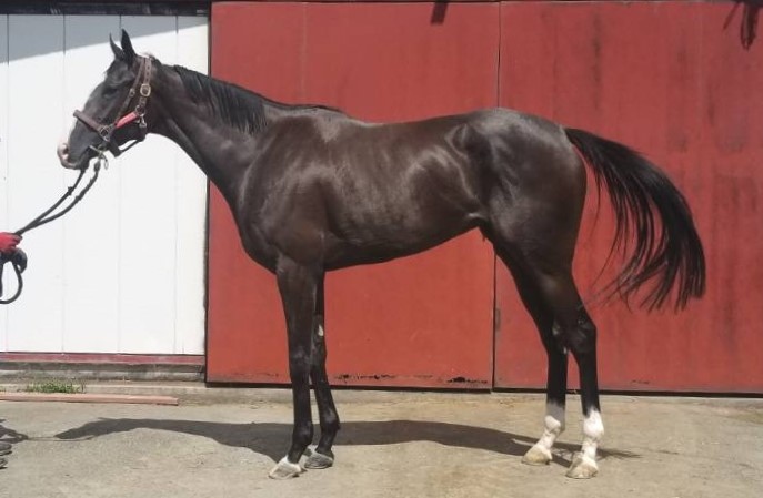 レディヴィクトリア　Lady Victoria　　牝　３歳　　※中央競馬　登録抹消_main1