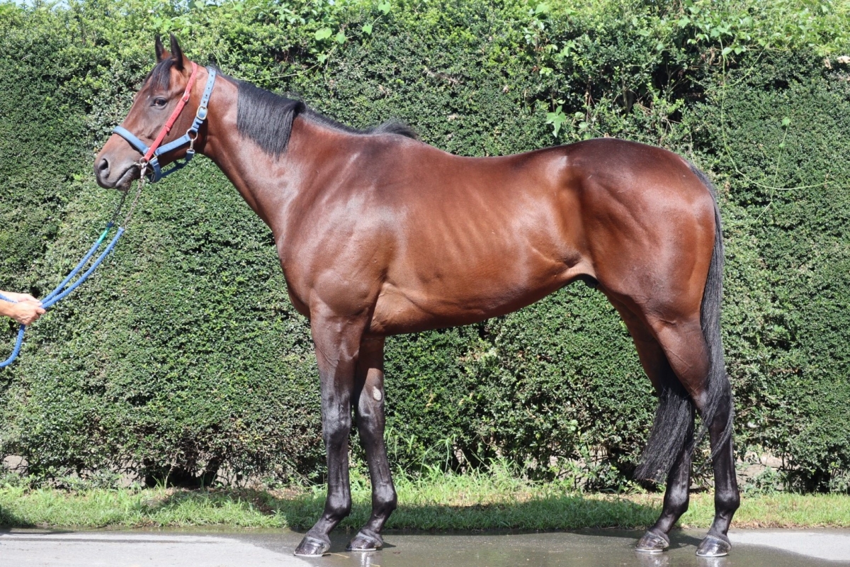 ペガサスターボ Pegasus Turbo 牡 3歳 ※中央競馬 登録抹消 | サラブレッドオークション