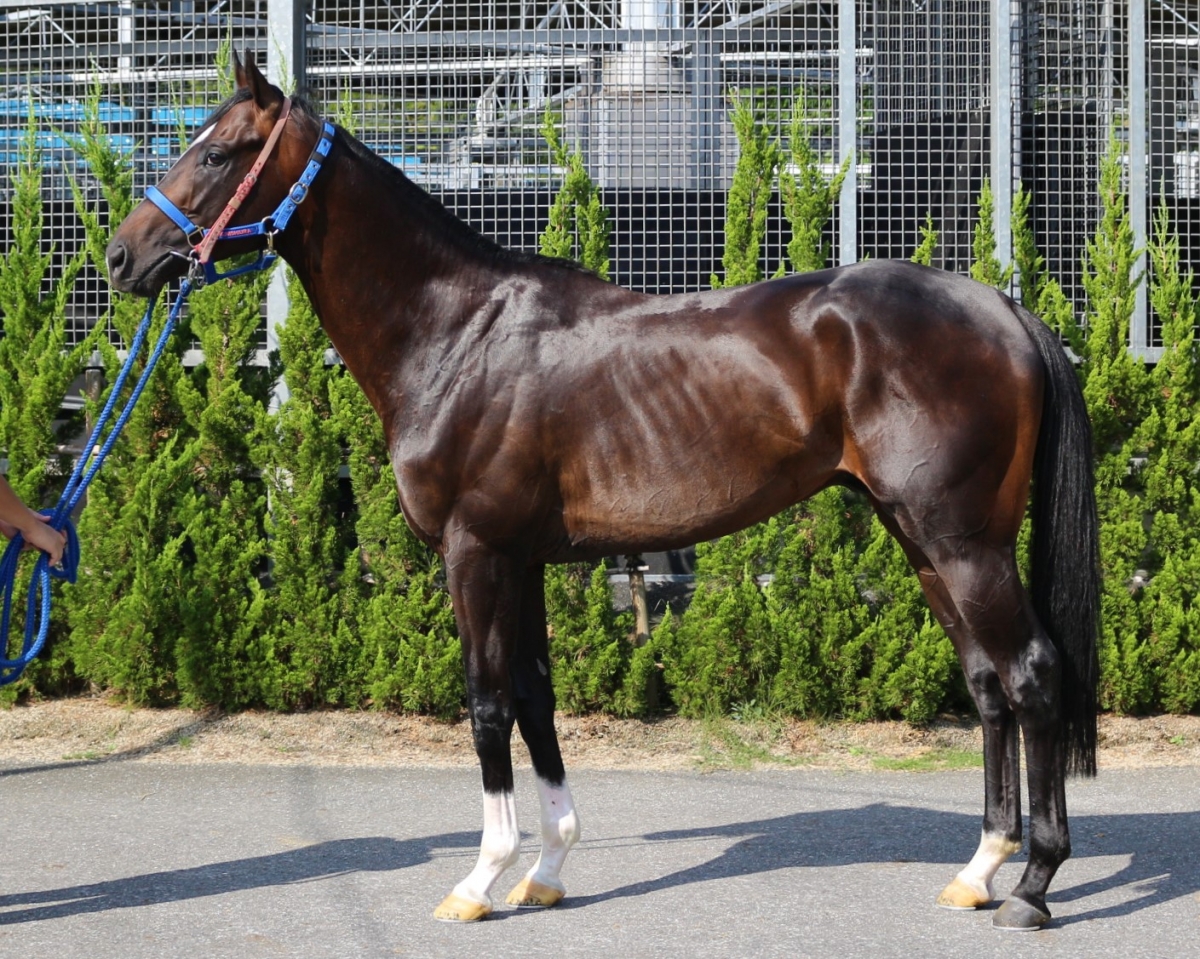 ヴィサルガ Visarga 牡 3歳 ※中央競馬 登録抹消 | サラブレッド