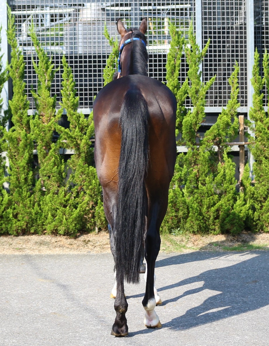 ヴィサルガ Visarga 牡 3歳 ※中央競馬 登録抹消 | サラブレッド