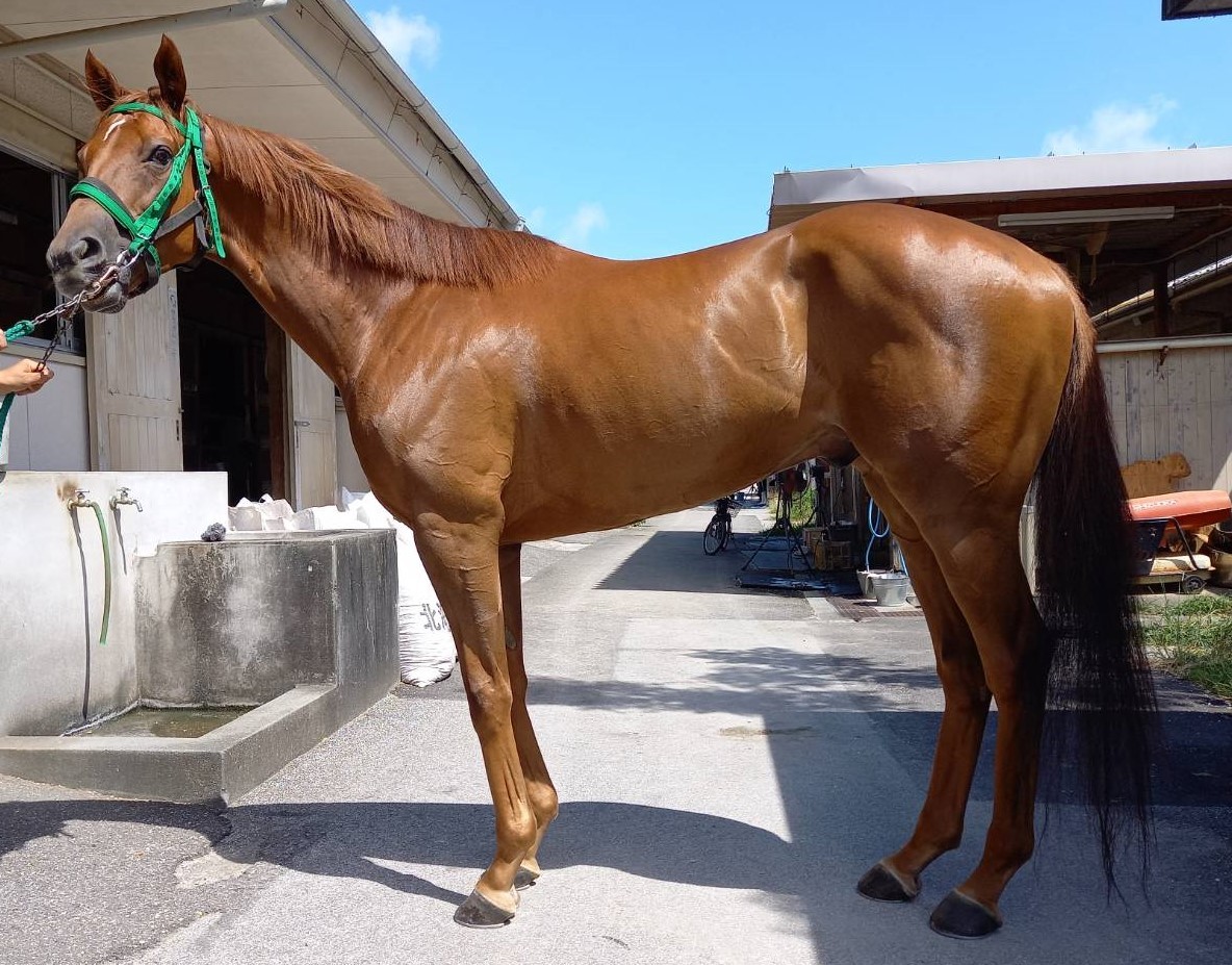 ロイヤルアフェア　Royal Affair　　セン　５歳　　※地方競馬　在籍_main1