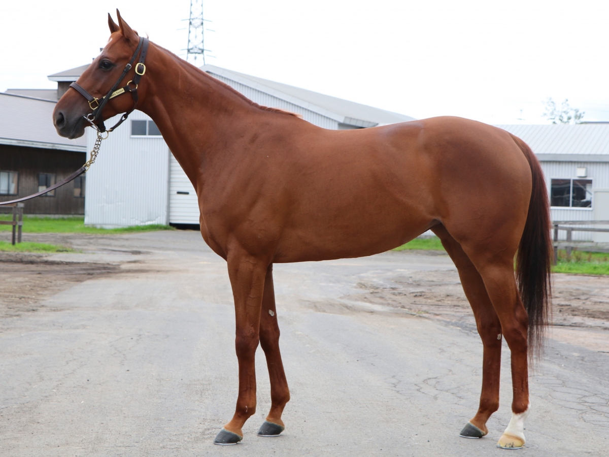 ベルフロレゾン　Belle Floraison　　牝　４歳　　※繁殖牝馬（空胎）_main1