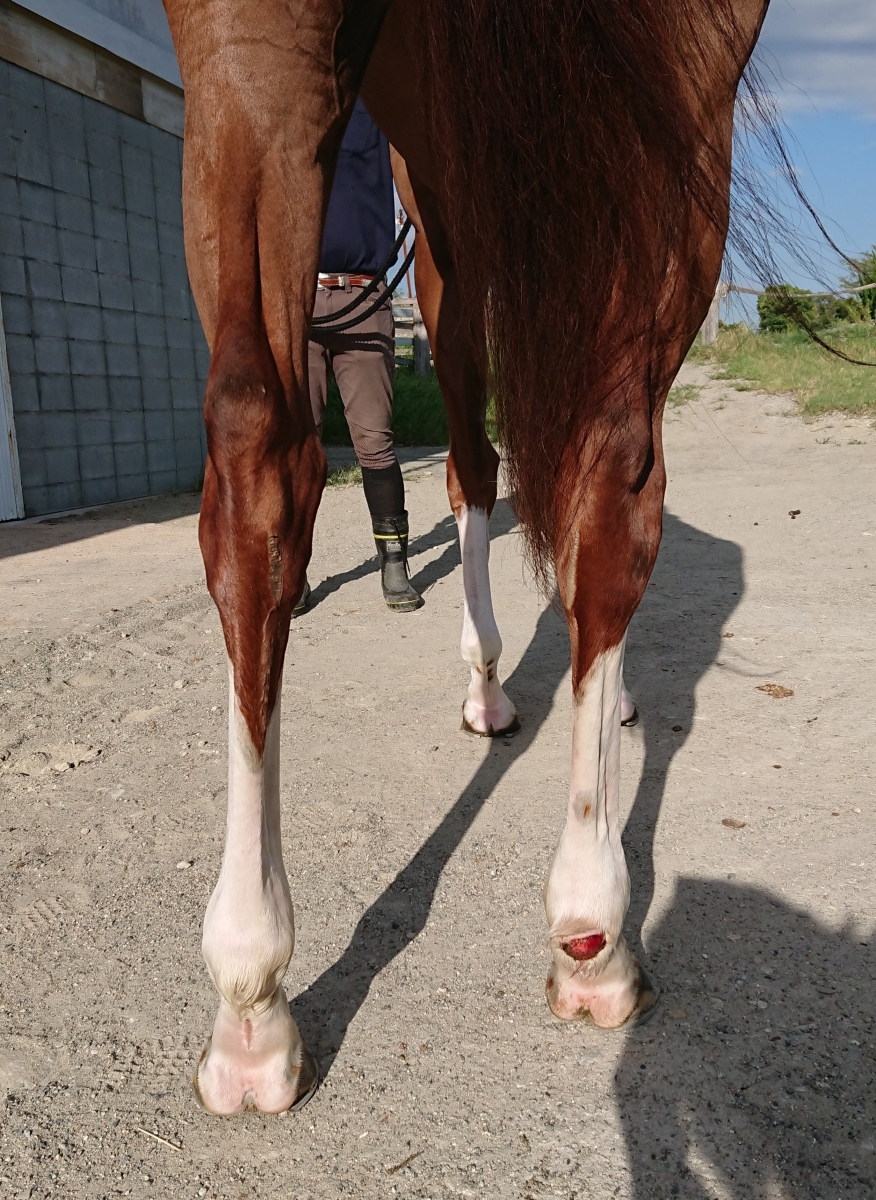 エイシンブロンディ A Shin Blondie 牝 4歳 ※地方競馬 在籍