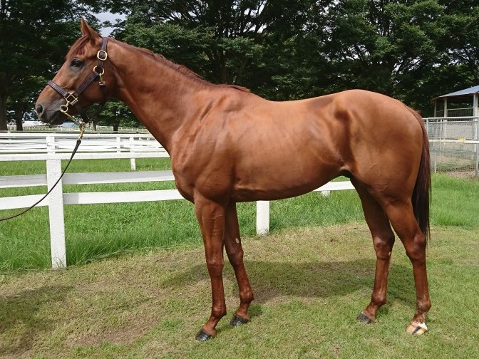 サントリーニ　Santorini　　牡　３歳　　※中央競馬　登録抹消_main1