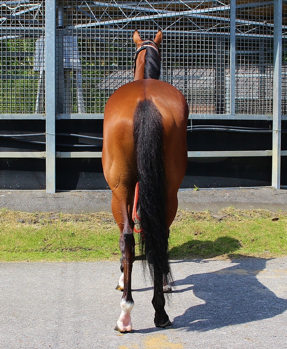 未開封品】東ハト サラブレッドピンズ 29個まとめ売り 未開封品】東