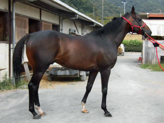 ハルイチバン Haru Ichiban 牡 7歳 ※地方競馬 在籍