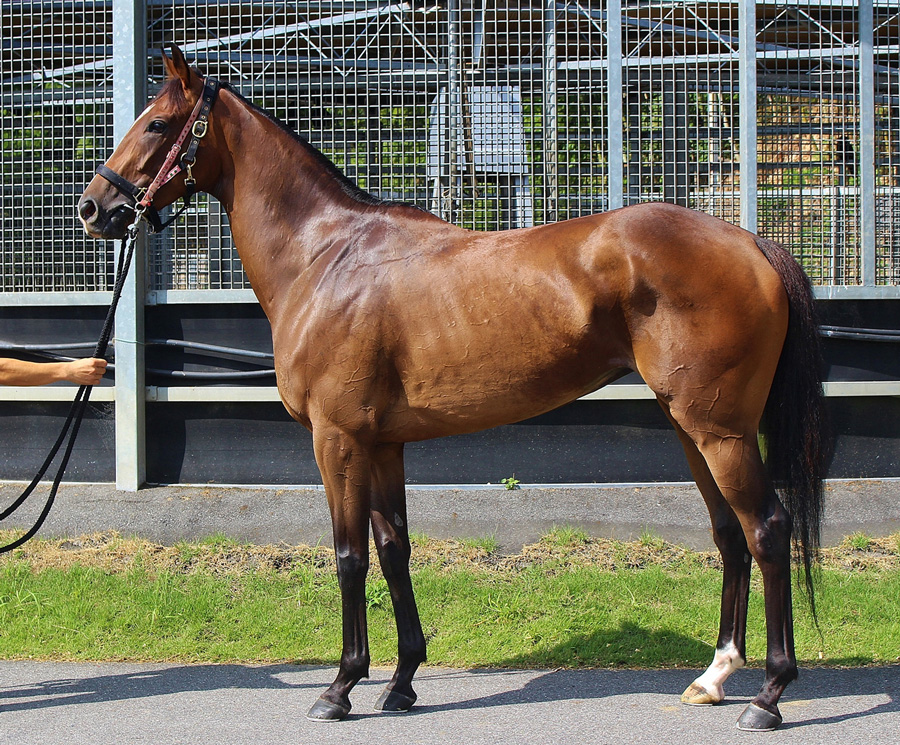 イリデッセンス　Iridescence　　牝　３歳　※中央競馬　登録抹消_main1