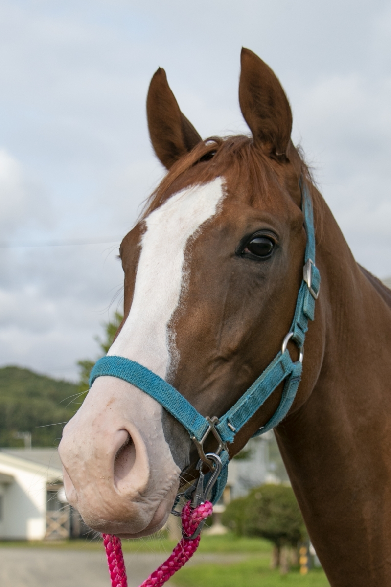 エイシンウクラン A Shin Ukuran 牝 2歳 ※地方競馬 在籍