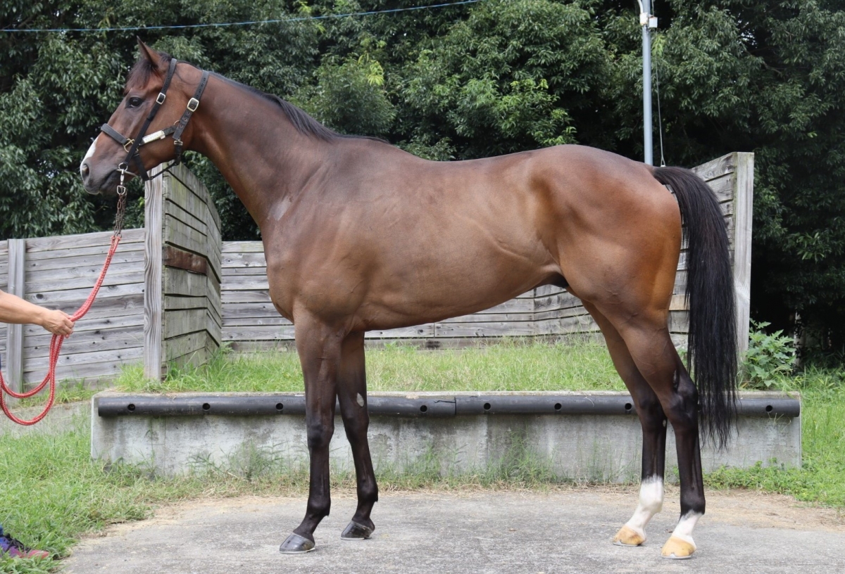 マスタリーピーク　Mastery Peak　　セン　３歳　　※地方競馬　在籍_main1