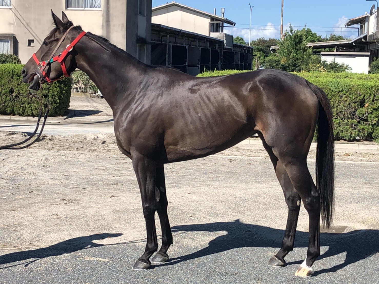 サービスエース Service Ace 牝 3歳 ※地方競馬 在籍