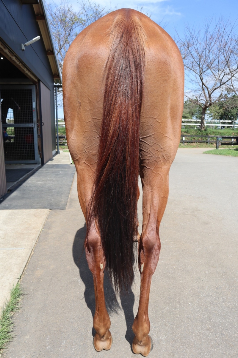 【★本日ご購入で増量♪】シェオルドレッド他レアカードまとめ売り ☆本日ご購入で増量♪】シェオルドレッド他レアカードまとめ売り