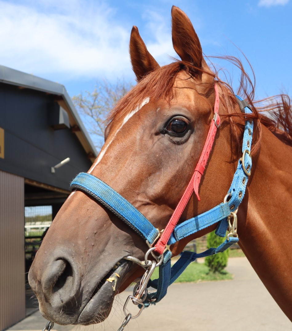 【★本日ご購入で増量♪】シェオルドレッド他レアカードまとめ売り ☆本日ご購入で増量♪】シェオルドレッド他レアカードまとめ売り