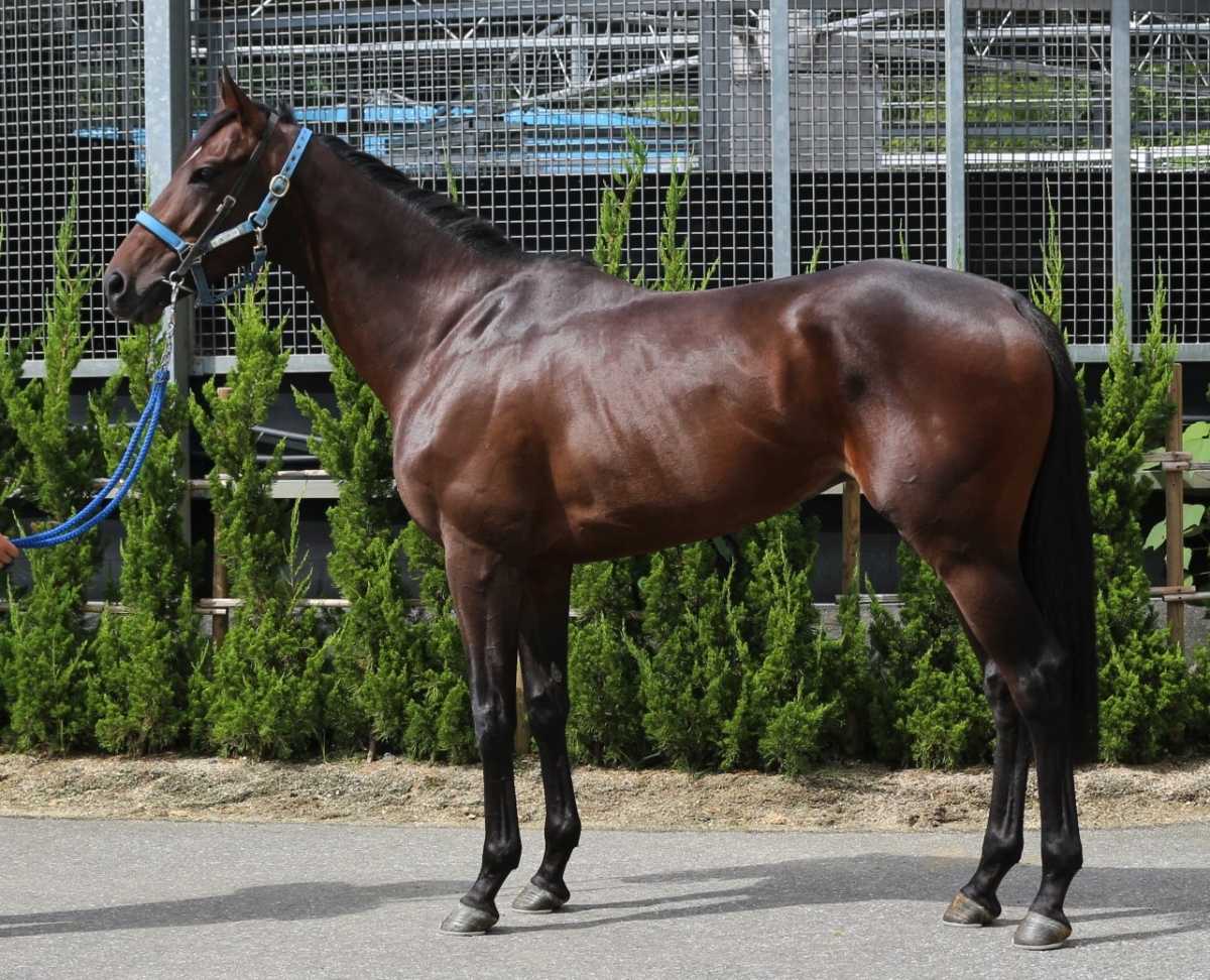 マイネルキャベツ　南アルプス市　白加賀9キロ マイネルカゲツ Meiner Kagetsu 牡 3歳 ※中央競馬 登録抹消