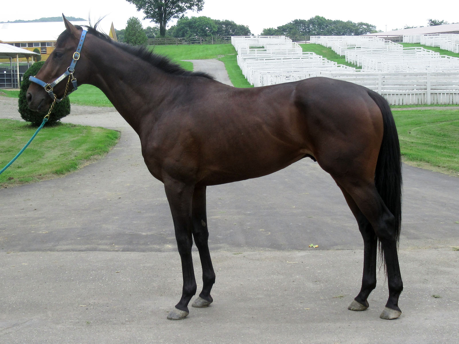 マイネルカゲツ Meiner Kagetsu 牡 3歳 ※中央競馬 登録抹消