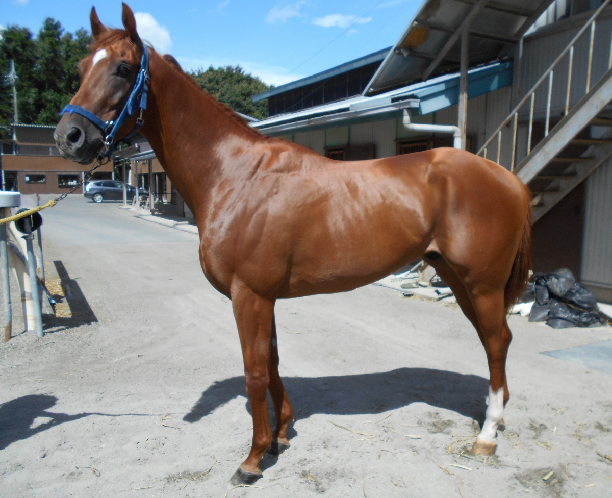 【希少/未開封/お得セット】ハズブロ社　3.75インチ パイロット・レガシ2点 楽天市場】第二次世界大戦終戦75周年記念 ZIPPO スチール製