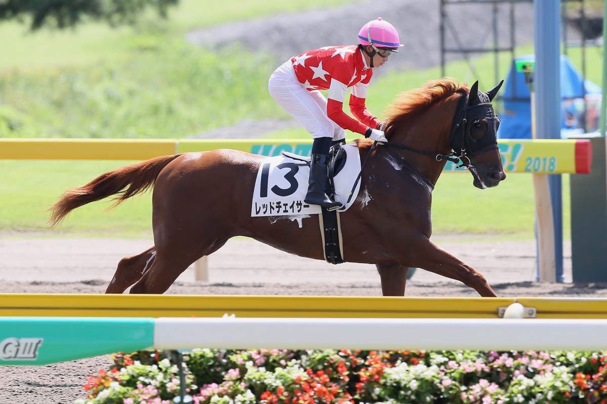 レッドチェイサー Red Chaser セン 3歳 ※中央競馬 登録抹消
