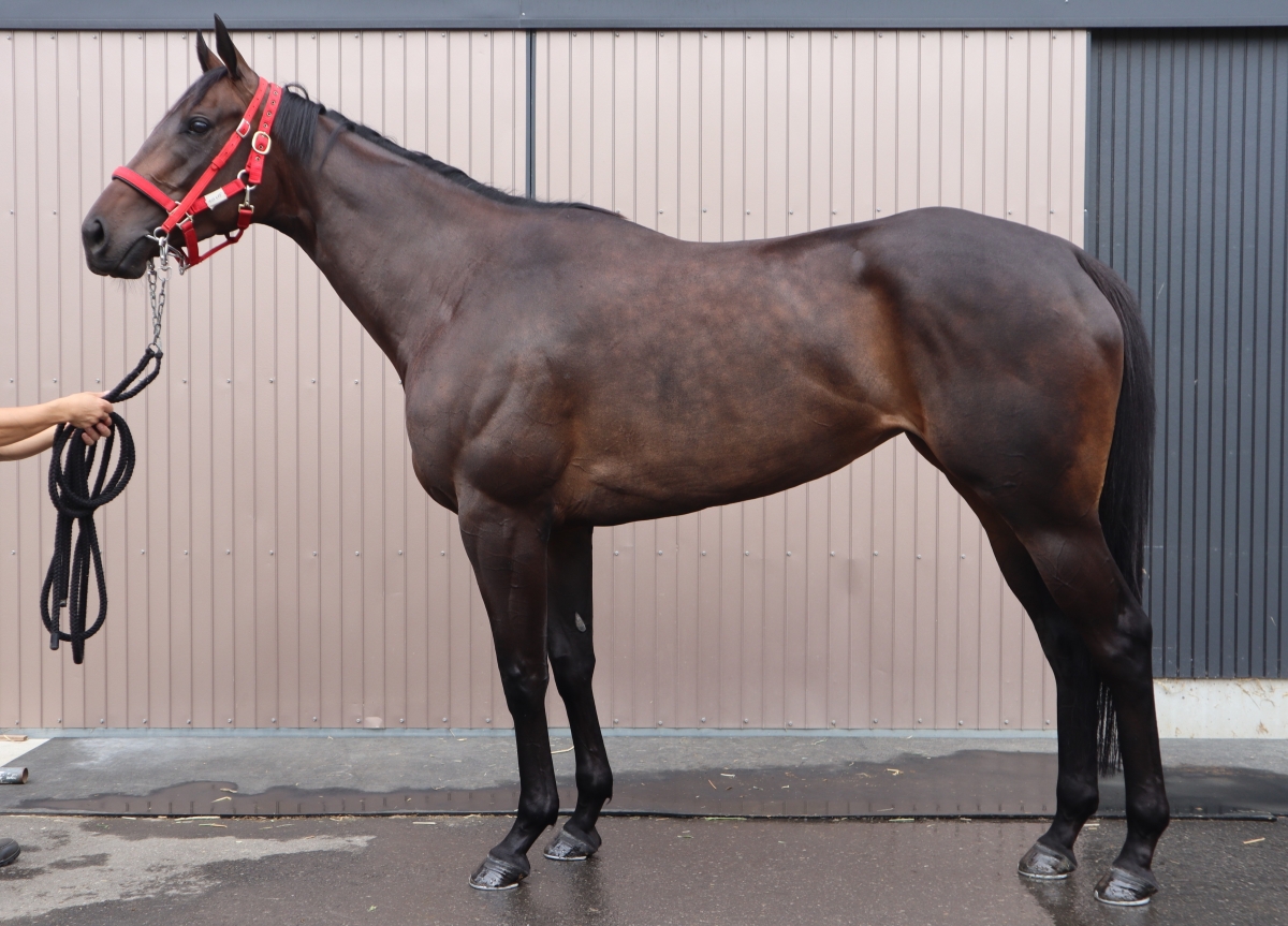 ナイトレイド Night Raid 牝 3歳 ※中央競馬 登録抹消 | サラブレッド 