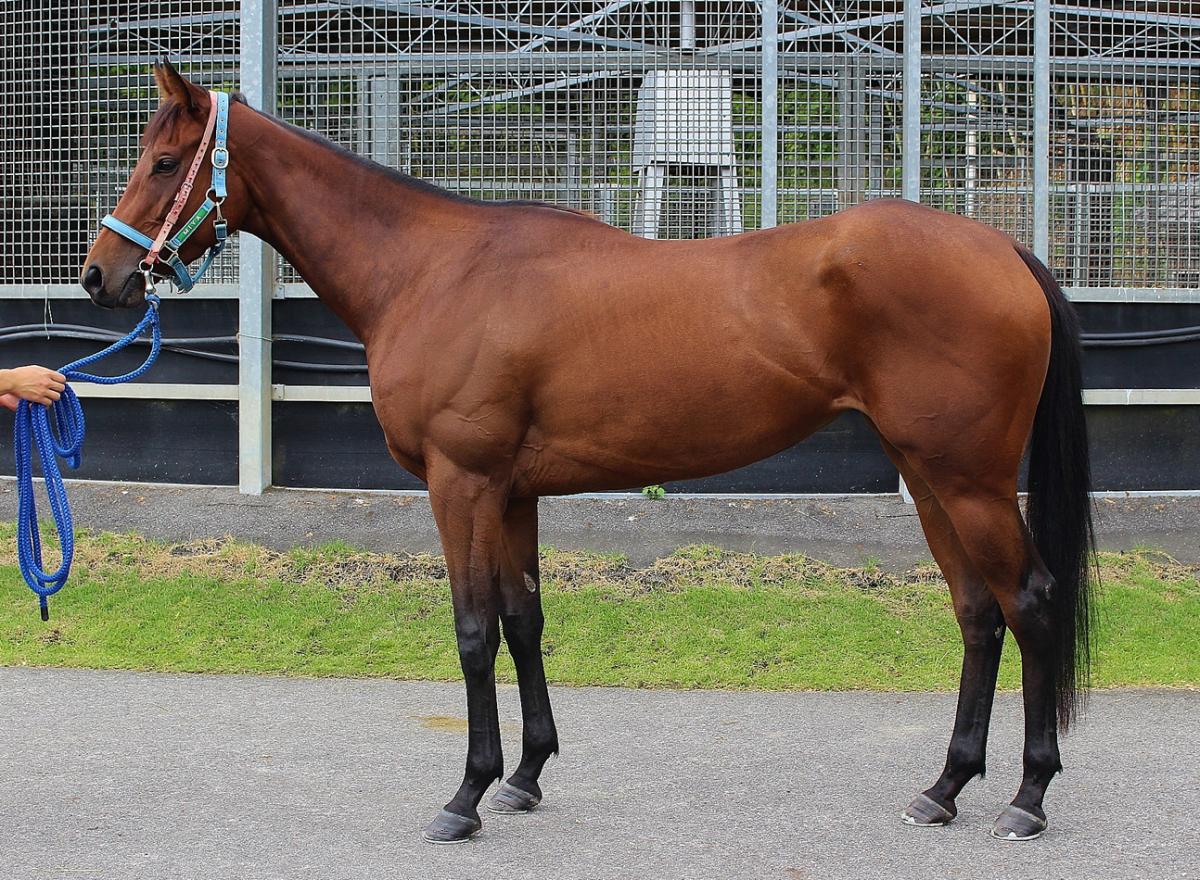 キルシュフェスト　Kirsch Fest　　牝　３歳　※中央競馬　登録抹消_main1