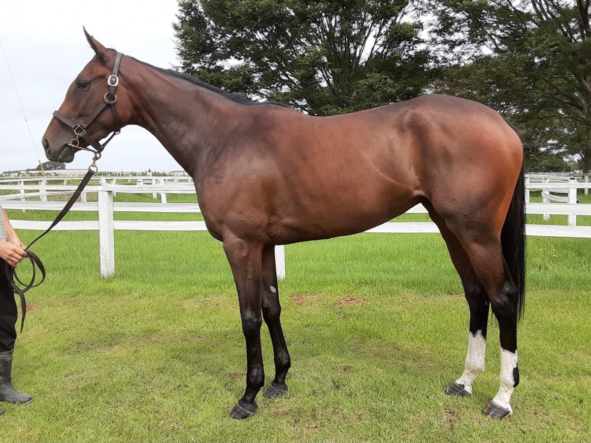 シャイニングパール Shining Pearl 牝 3歳 ※中央競馬 登録抹消