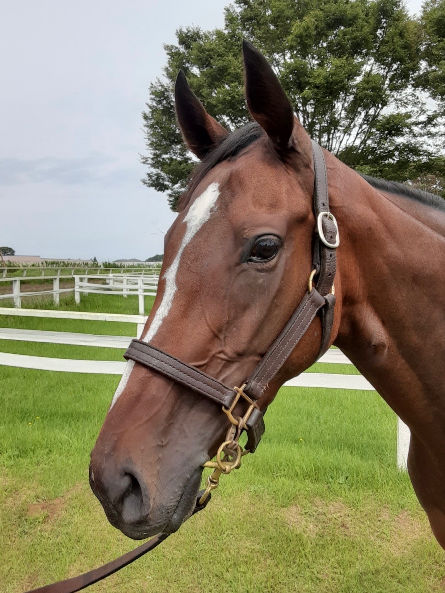 シャイニングパール Shining Pearl 牝 3歳 ※中央競馬 登録抹消