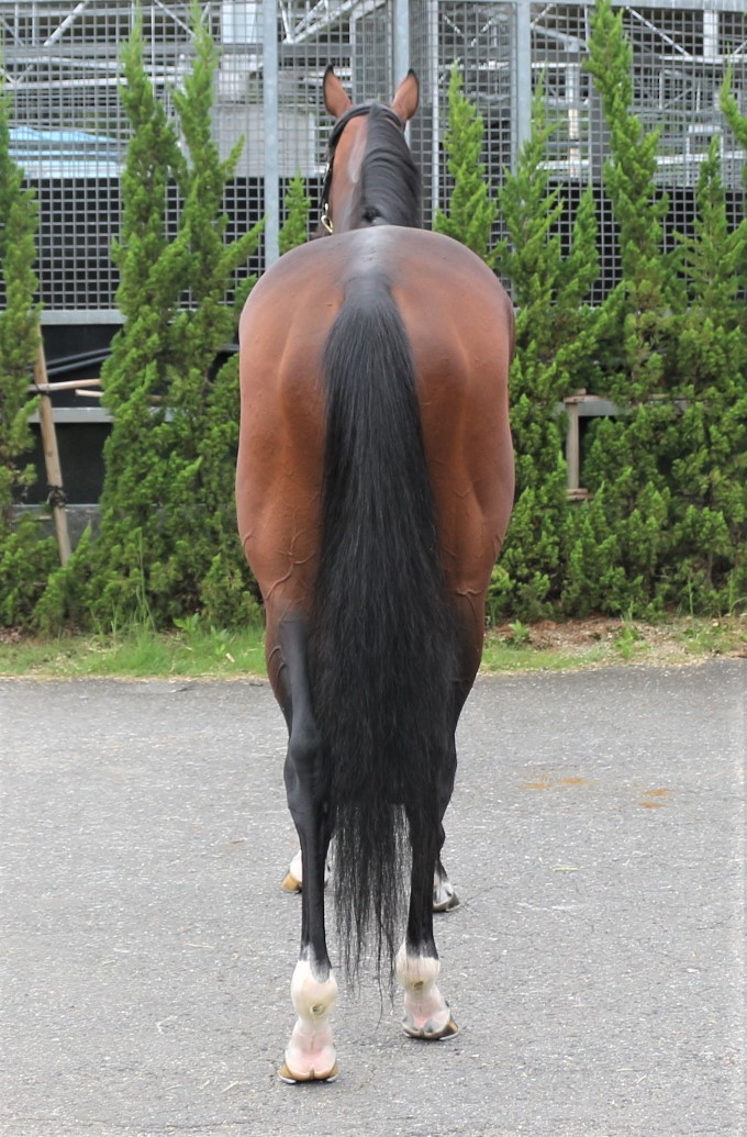 メイショウモチヅキ Meisho Mochizuki 牡 5歳 ※中央競馬 登録 メイショウモチヅキ Meisho Mochizuki 牡 5歳 ※中央競馬 登録