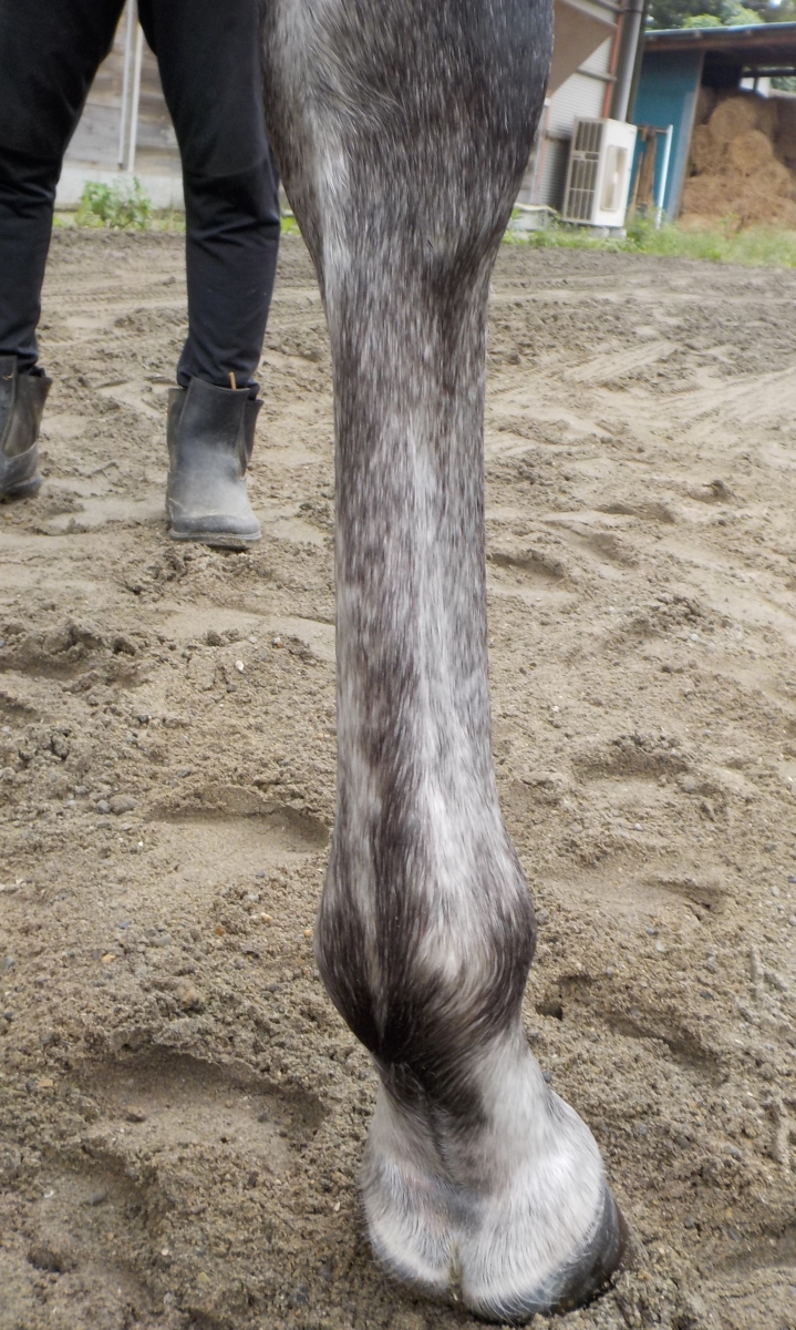 トランスポーター Transporter 牡 5歳 ※中央競馬 登録抹消