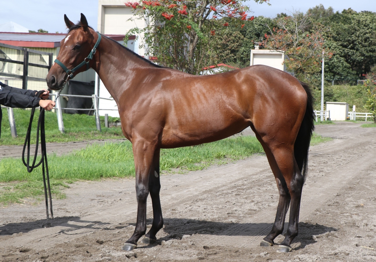 キンジョウテンカ Kinjotenka 牝 2歳 ※地方競馬 在籍