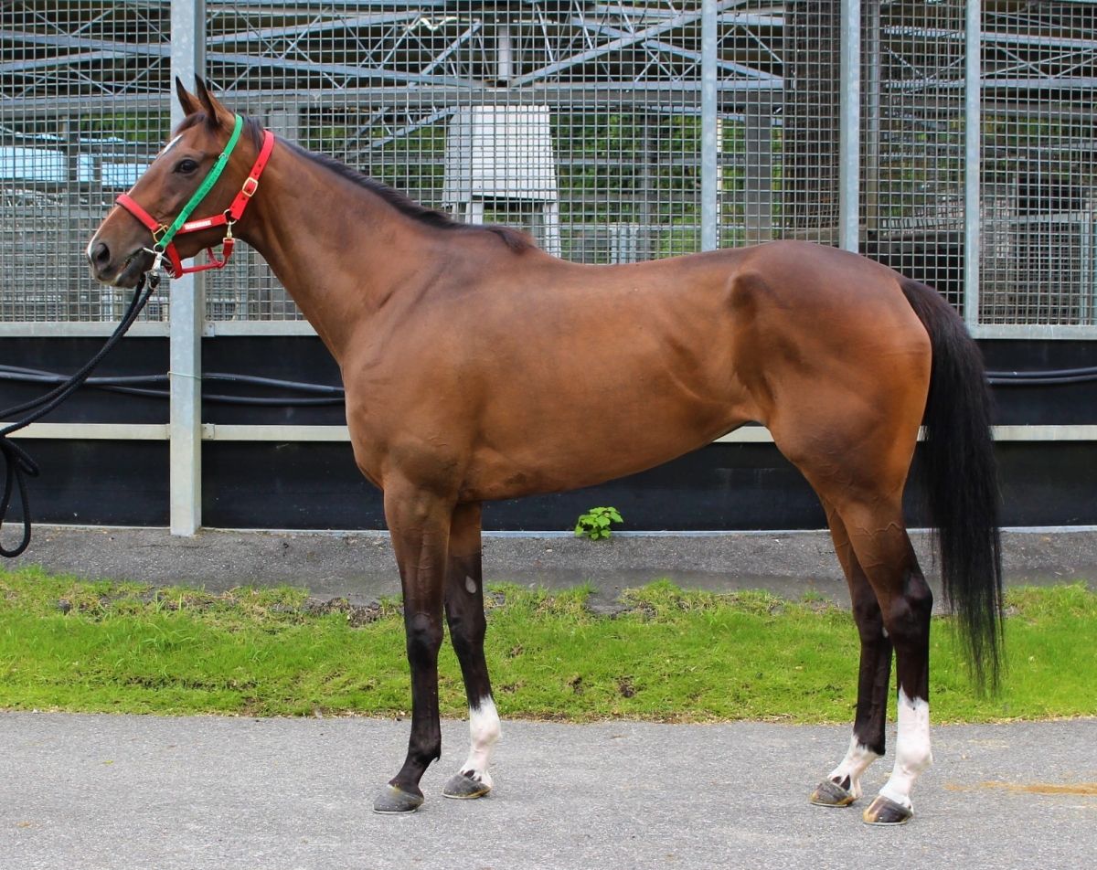 ジュールドネージュ　Jour de Neige　　牝　３歳　　※中央競馬　登録抹消_main1