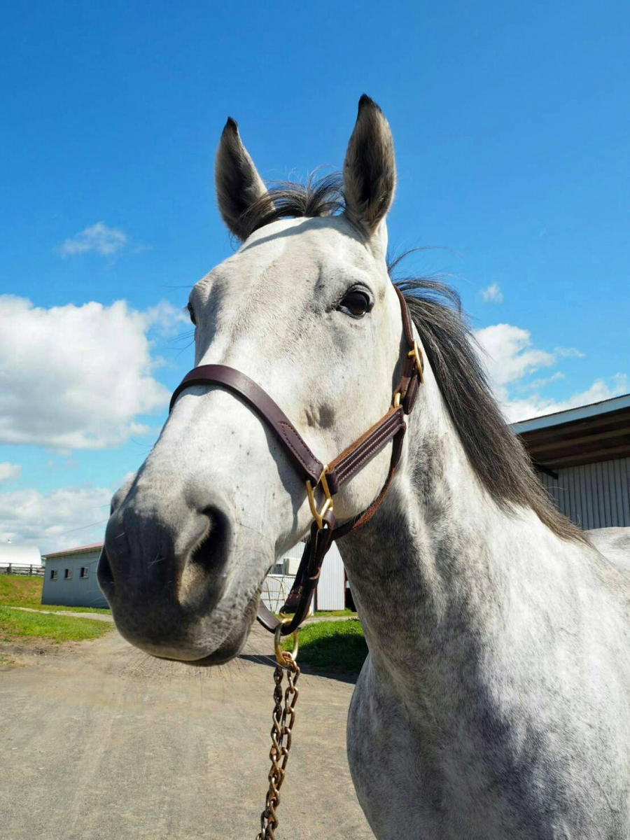 競馬　馬　フレデリック・レミントン画集 リーミントン (競走馬) - Wikipedia